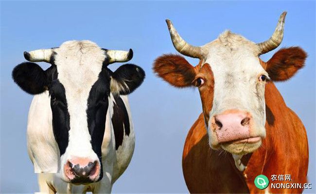 牛传染性鼻气管炎病的预防措施