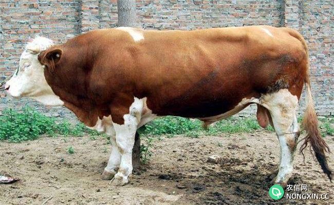 牛传染性鼻气管炎病的类型与症状