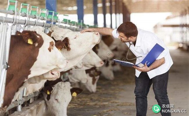 牛传染性鼻气管炎病的诊断与治疗方法