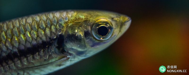 鱼缸蛋白虫怎么产生的，为什么会大量繁殖