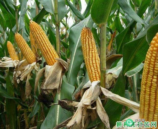 中农大311玉米品种好不好