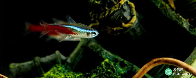 红绿灯鱼会自己繁殖吗，多大可以生小鱼