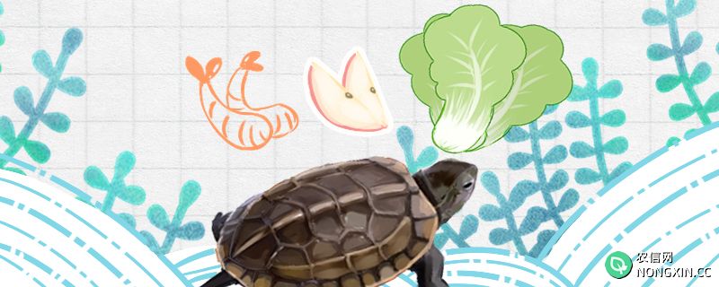草龟吃什么食物，多长时间喂一次龟粮