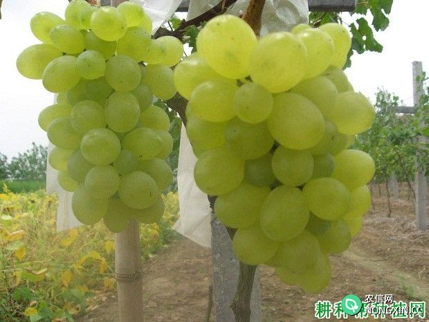 维多利亚葡萄品种好不好 种植维多利亚葡萄需要注意什么