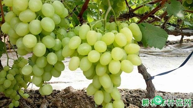 维多利亚葡萄品种好不好 种植维多利亚葡萄需要注意什么