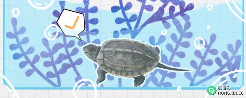 乌龟在水里睡觉不会憋死吗