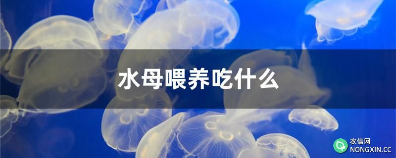 水母喂养吃什么