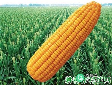 冀玉988玉米品种好不好