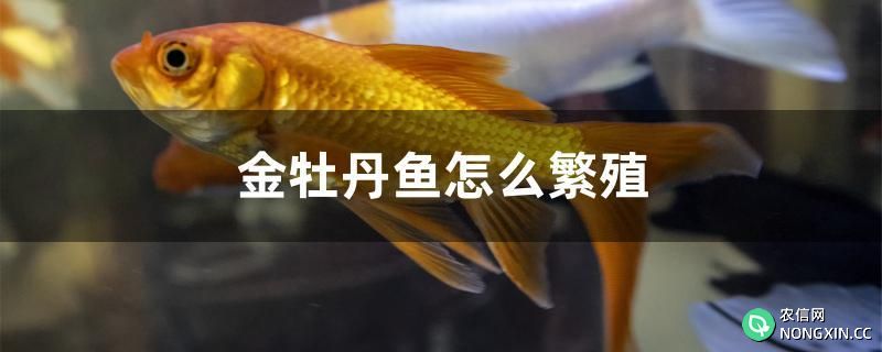 金牡丹鱼怎么繁殖