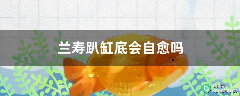 兰寿趴缸底会自愈吗