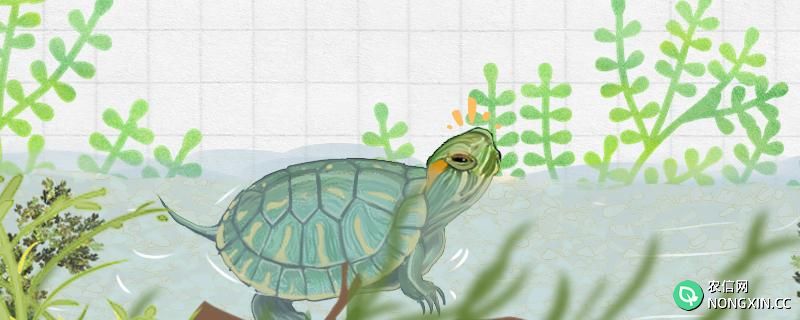 深水龟和浅水龟可以一起养吗