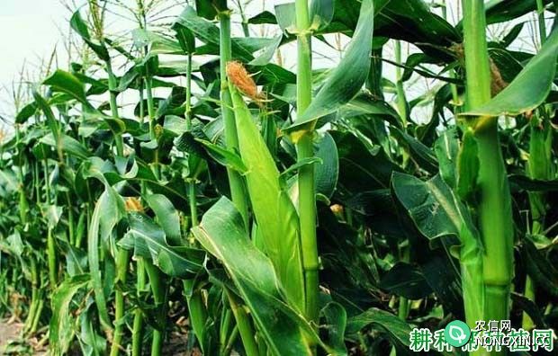 中奕农23普通玉米品种好不好