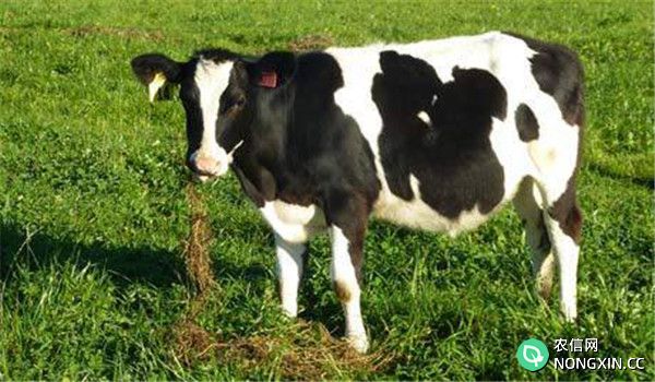 泌乳母牛的泌乳期的划分