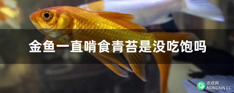 金鱼一直啃食青苔是没吃饱吗