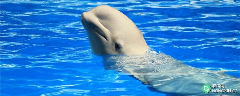 白鲸吃鱼需要咀嚼吗，为什么不咬