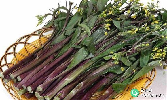 红菜苔的营养价值 红菜苔的功效与作用