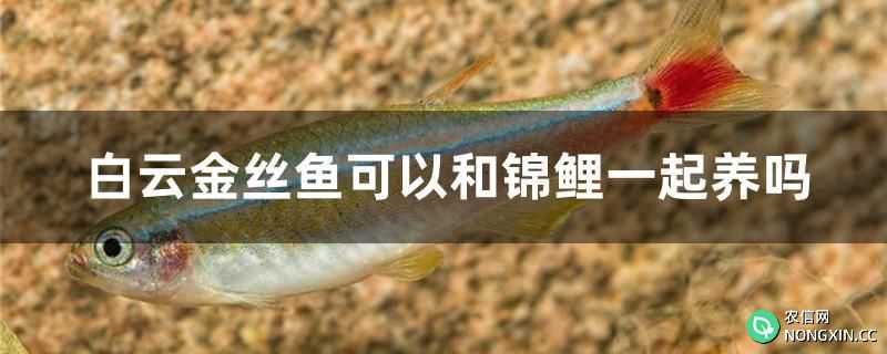 白云金丝鱼可以和锦鲤一起养吗