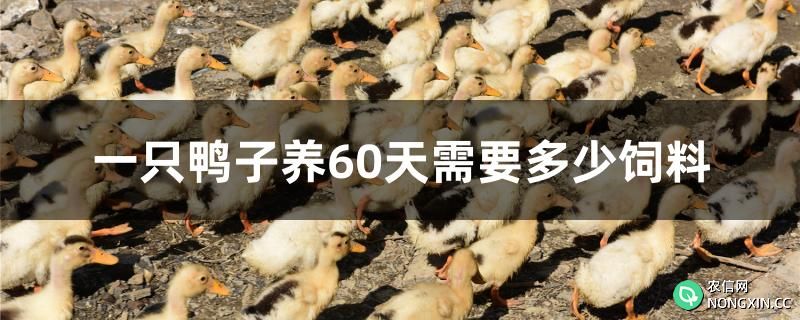 一只鸭子养60天需要多少饲料