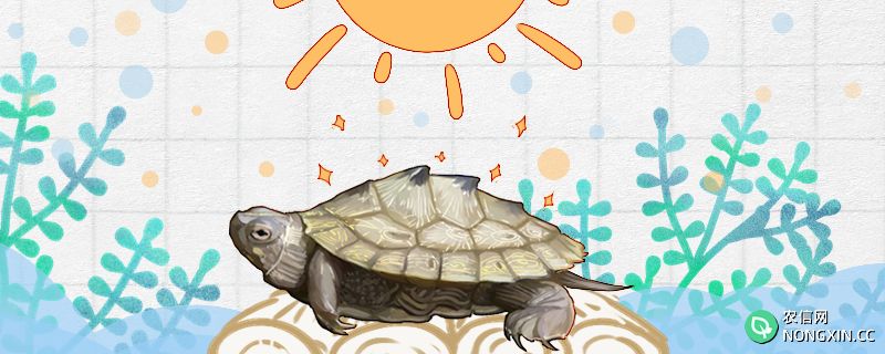 地图龟需要晒太阳吗，需要晒背灯吗