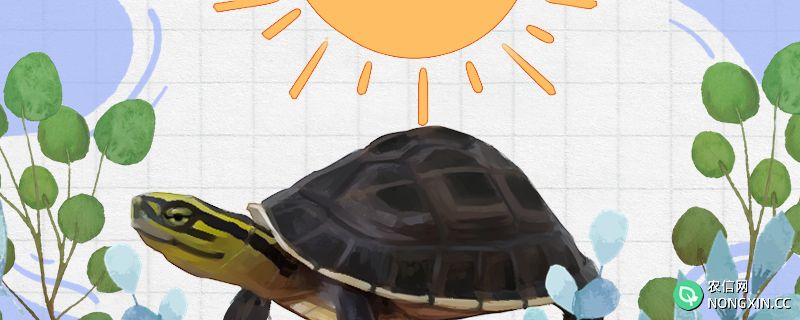 安布闭壳龟怎么养，需要晒太阳吗