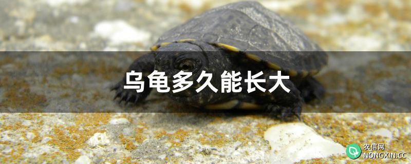 乌龟多久能长大
