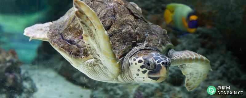 海龟一般能活多少年