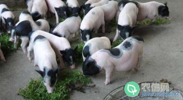 巴马香猪不同生长阶段的饲料配方举例