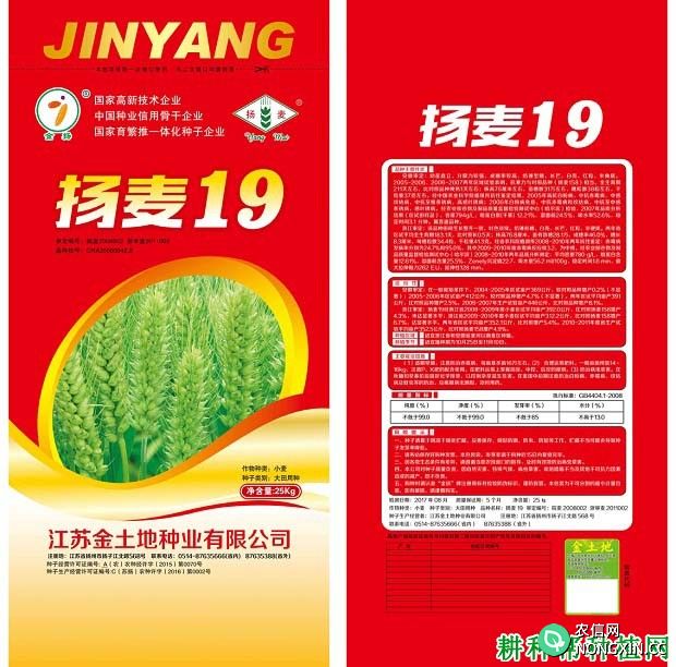 扬麦19小麦品种好不好