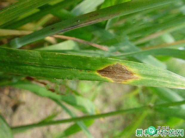 小麦黄斑叶枯病如何防治
