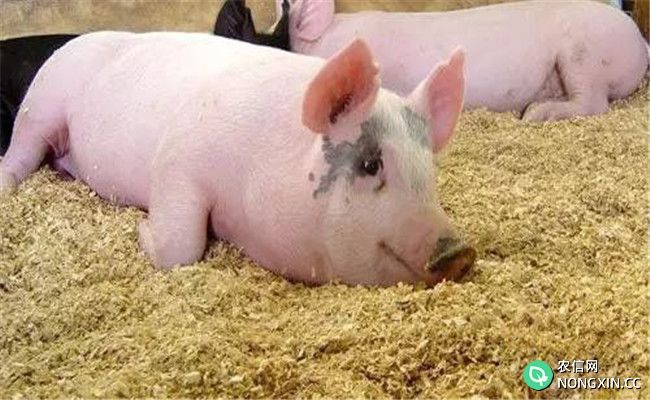猪棉籽饼中毒症状是什么
