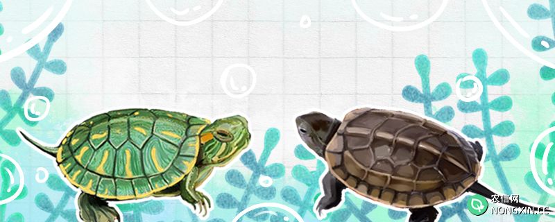 草龟和巴西龟的区别是什么，能一起养吗