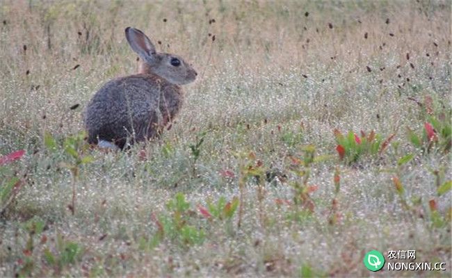 兔子的祖先是什么