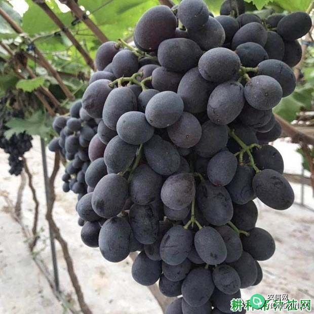 秋黑葡萄品种好不好
