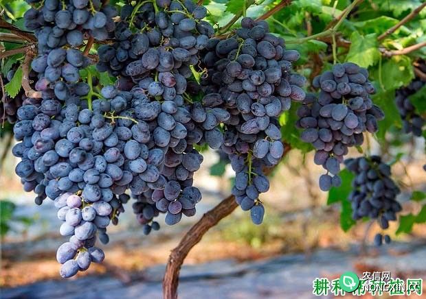 秋黑葡萄品种好不好