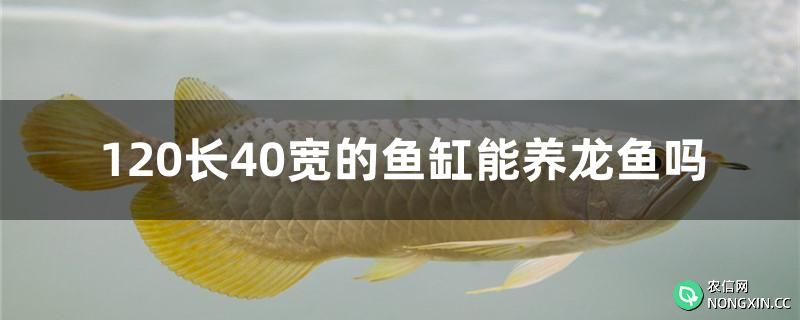 120长40宽的鱼缸能养龙鱼吗