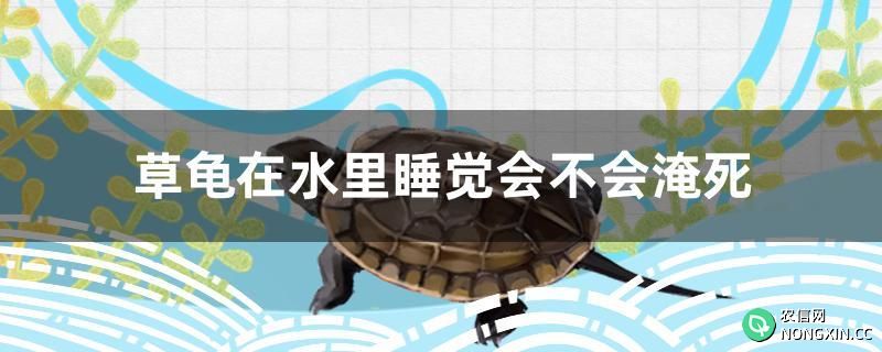 草龟在水里睡觉会不会淹死
