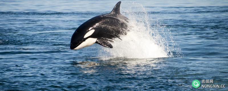 虎鲸有多重多少吨，吃什么食物