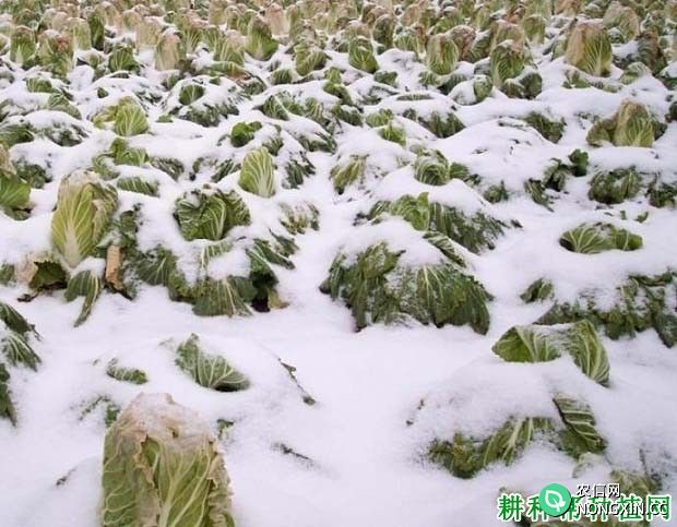 蔬菜受低温冻害后如何管理