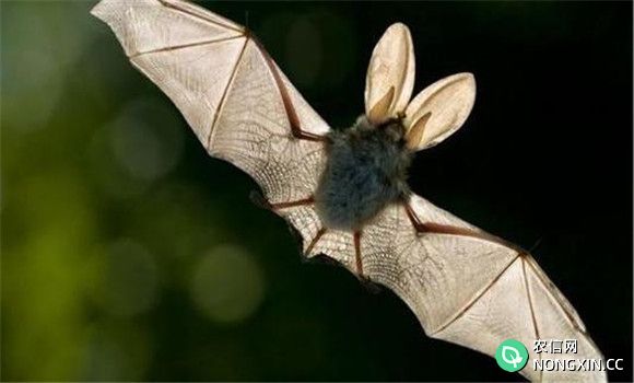 蝙蝠种类有哪些