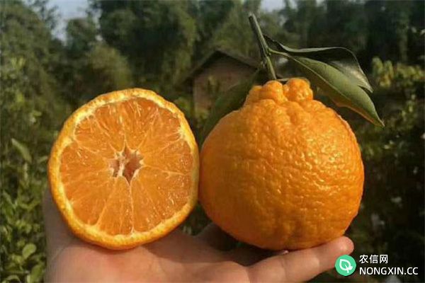 耙耙柑和丑橘的区别