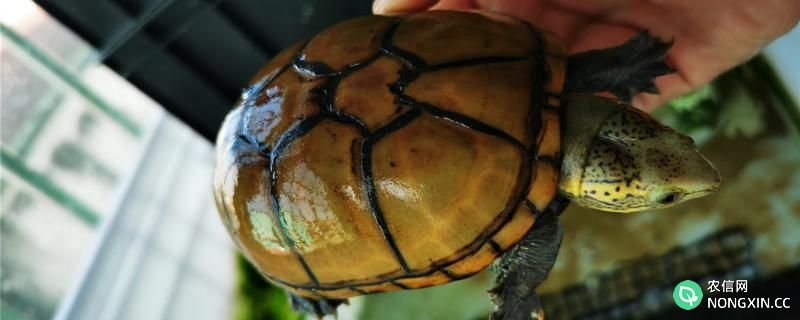 头盔蛋龟是深水龟吗，对水有什么要求