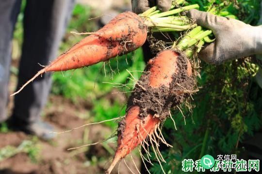 种植胡萝卜怎么预防分杈