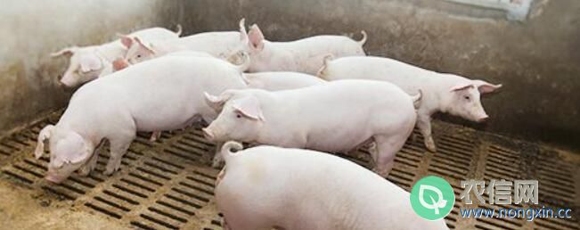 猪为什么会打架，气味问题还是饲料问题
