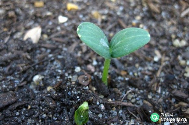 西瓜种子发芽有什么特点