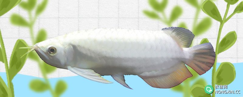 白金龙鱼好养吗，怎么养