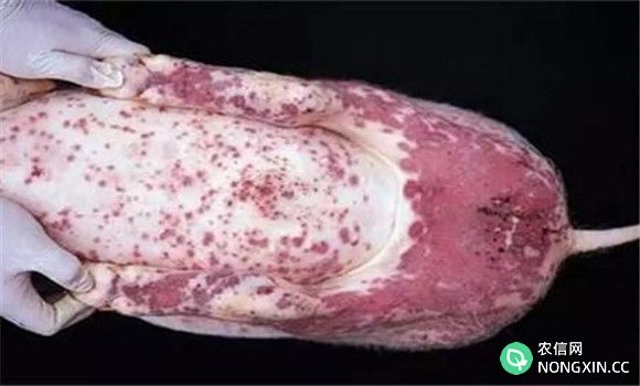 猪霉菌毒素中毒剖检变化