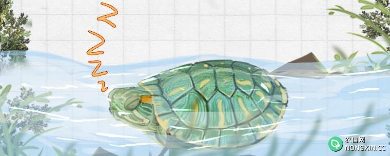 巴西龟晚上睡觉的时候需要待在水里吗?