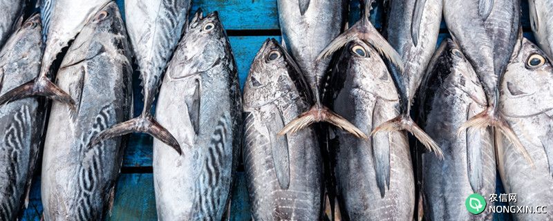 金枪鱼多少钱一斤，常见的金枪鱼有哪些品种
