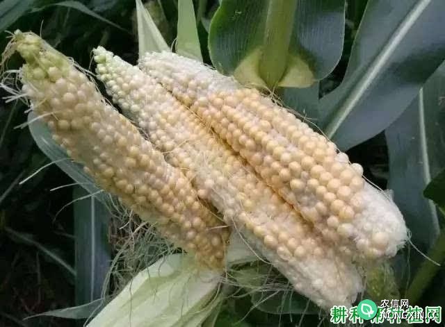 什么是玉米花期不协调