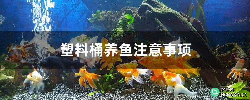 塑料桶养鱼有哪些注意事项